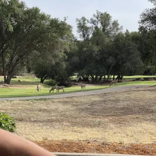 The deer  at golf course