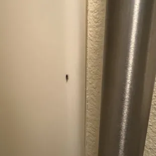 Roach in the bathroom!