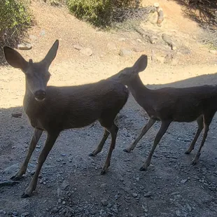 Literally a foot away at my balcony looking at me