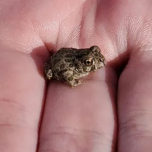 Frog central at the lake in July. Hundreds of little frogs everywhere.