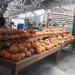 They sell pumpkins!