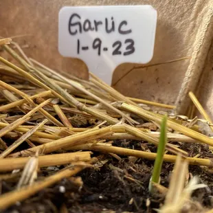 a close up of a plant