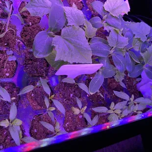 Cucumber, tomato &amp; pepper seedlings