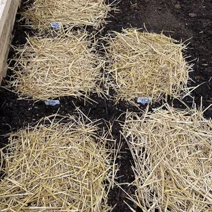 Radishes, carrots, beets planted!