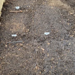 Radishes, carrots &amp; beets in the ground!