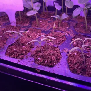 Tomato seedlings