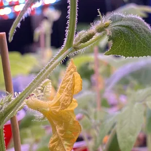 Cucumber seedlings