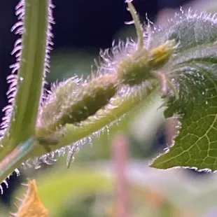 Cucumber seedlings