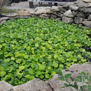 Water pond with lots of hyacinth.