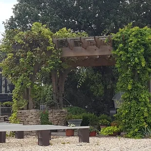 Pergola with wisteria.