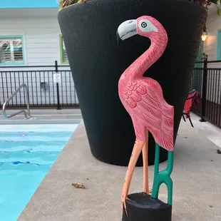 Flamingo
