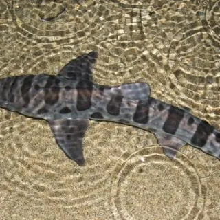 Leopard S.