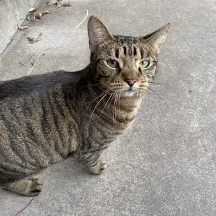 Tina the restaurant cat