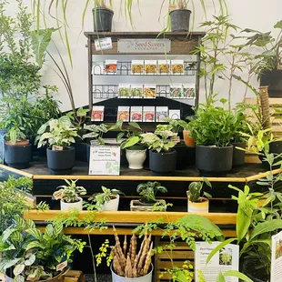 Moringa seed pods available here now! ya! :))