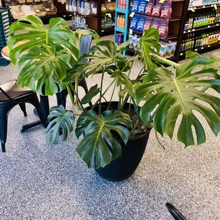 beautiful tropical monsteras all over the store :)
