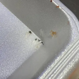 Amount of Scales in 4 pieces of sushi