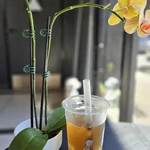 Wushiland Boba