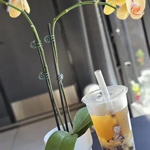 Four Seasons Tea 四季春茶