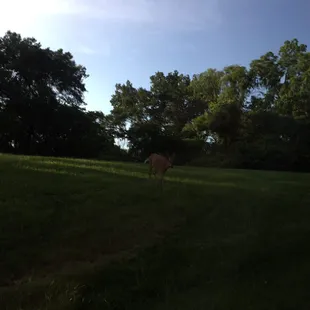 You can also spot one