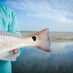 Guided Fly fishing for redfish near Corpus Christi Texas
