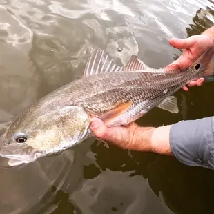 Fly fishing guide Corpus Christi Wyld on the Fly