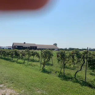 a view of a vineyard