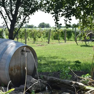 The barrel and our grapes