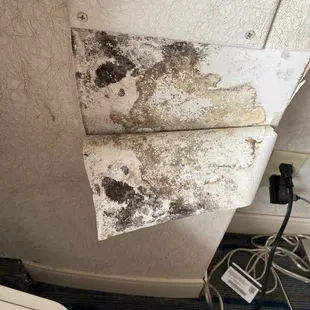 Mold under wallpaper falling down