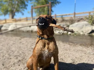 Cherry Creek State Park- Off Leash Dog Area
