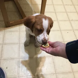 Wyoming pastry shops newest customer. Meet Sneaky Pete