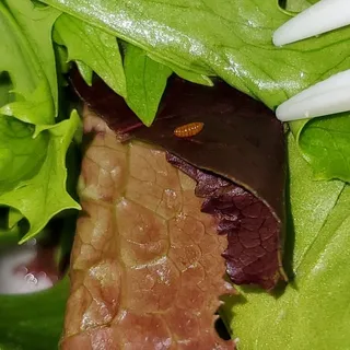 Greek Island Salad