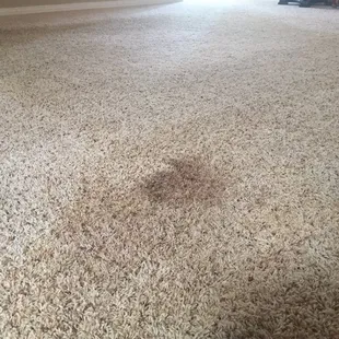 This is a picture of one of the stains (just one amongst the others) that they did not get out.