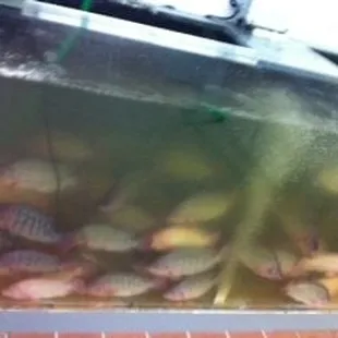 a fish tank full of fish