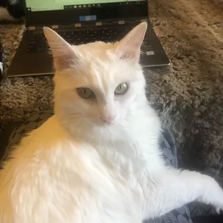 H C.