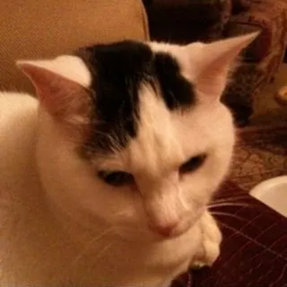 T A.