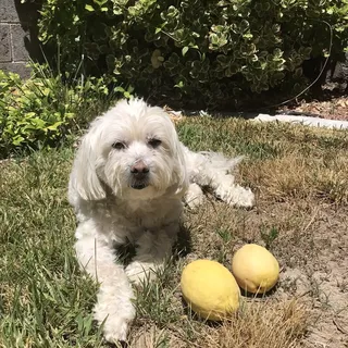 Fonzi N.