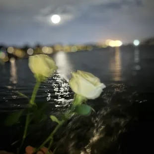 oysters and mussels, interior