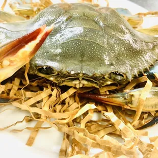 Live soft shell crab