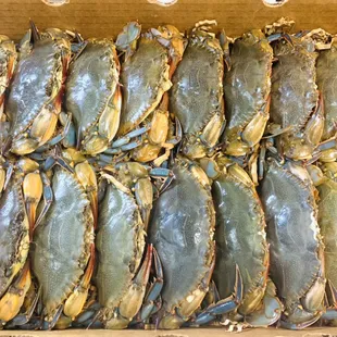 LIVE SOFT SHELL CARB!!!