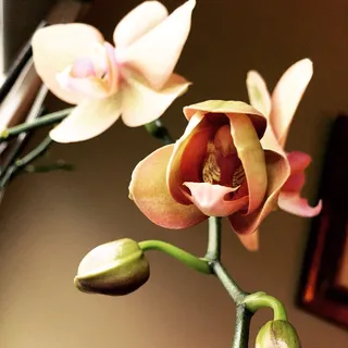 Lei M.