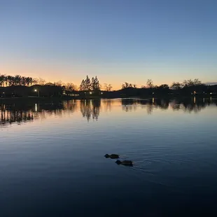 Walk around the lake after dinner sunset and ducks