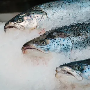 Salmon from Scotland has excellent fat content and bright colors We only source from responsibly farm raised suppliers