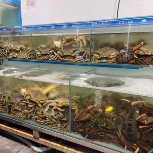Dungeness crab