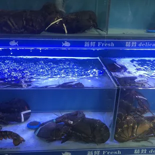 a variety of lobsters
