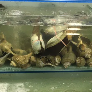 Horse clam and trumpets