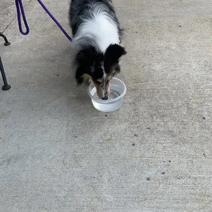 Dog friendly