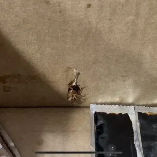 Unexpected extra protein, 3 large roaches in the box they put the food in.