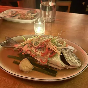 Snapper