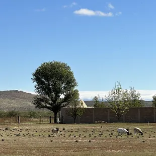 Sheep in the lavender