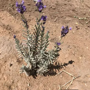 1st lavender bloom
